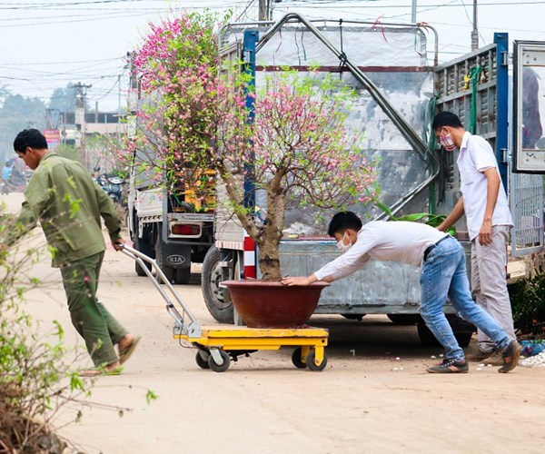 Sau Tết, đào Nhật Tân hối hả 