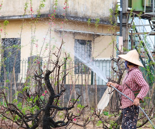 Sau Tết, đào Nhật Tân hối hả 