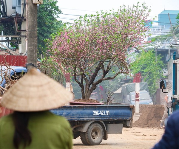 Sau Tết, đào Nhật Tân hối hả 