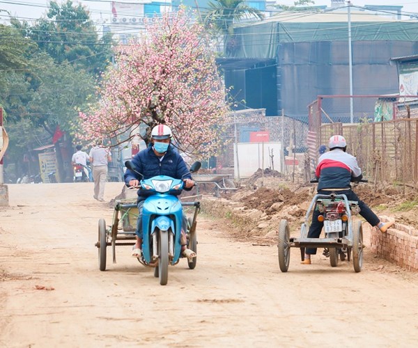 Sau Tết, đào Nhật Tân hối hả 