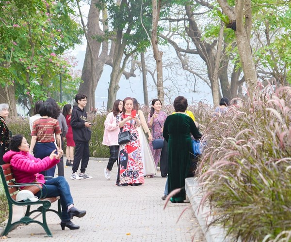 Hà Nội: Cỏ lau tím nở rộ bên hồ Hoàn Kiếm - Anh 9