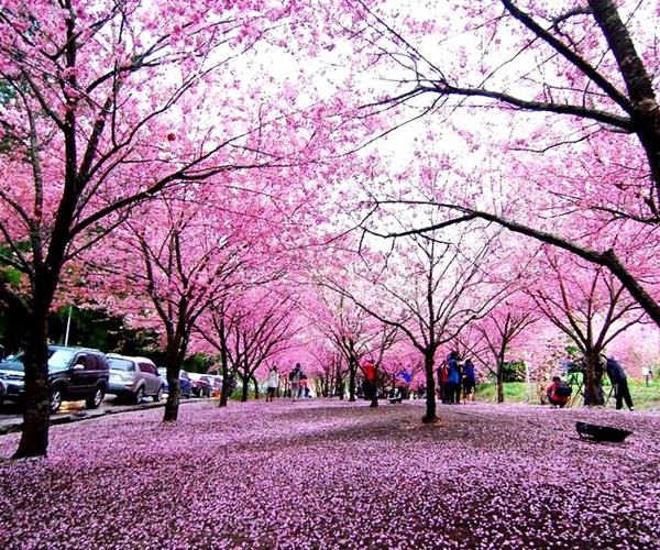 Mê mẩn ngắm hoa anh đào ở Đài Loan - Anh 2