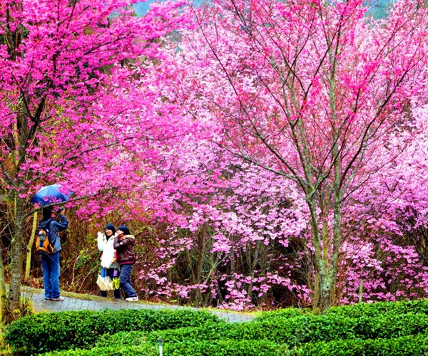 Mê mẩn ngắm hoa anh đào ở Đài Loan - Anh 3