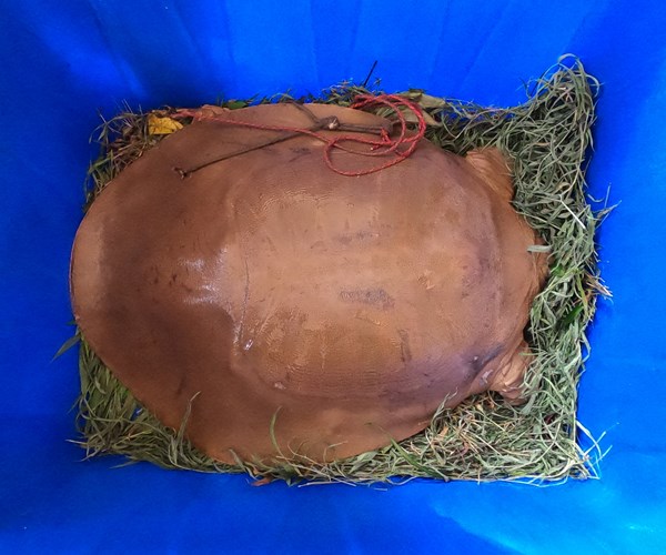 Vườn quốc gia Cúc Phương cứu hộ con giải lớn nhất từ trước tới nay - Anh 2