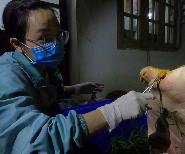 Vườn quốc gia Cúc Phương cứu hộ con giải lớn nhất từ trước tới nay - Anh 3