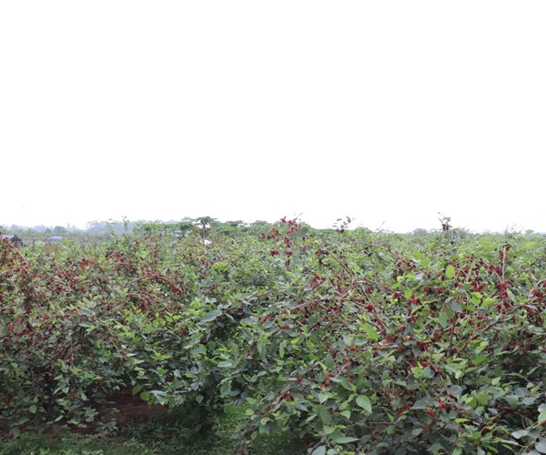 Cận cảnh vườn dâu tằm chín mọng ở ngoại thành Hà Nội - Anh 1