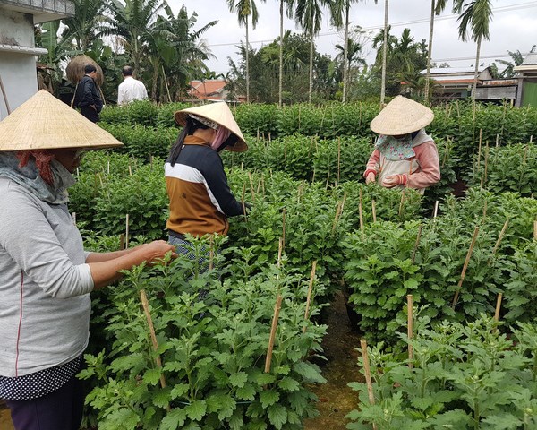 Quảng Nam: Phát triển du lịch “đưa làng nối phố” - Anh 2