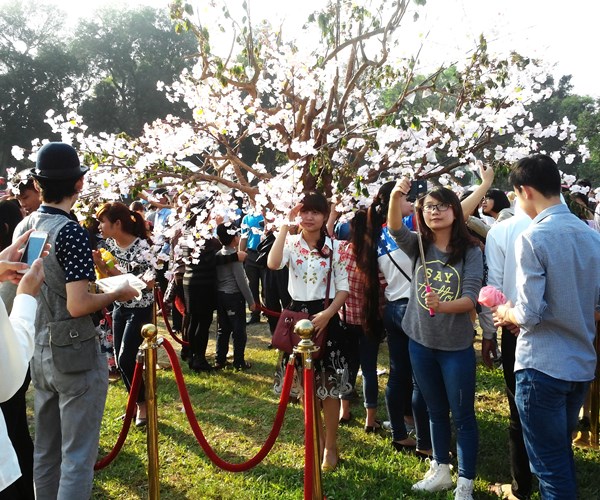 Hà Nội: Nâng cấp Lễ hội Hoa Anh Đào - Anh 1