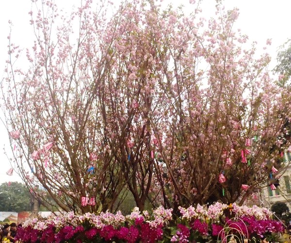 Già trẻ, gái trai… say đắm với Lễ hội giao lưu văn hóa Nhật Bản - Anh 2