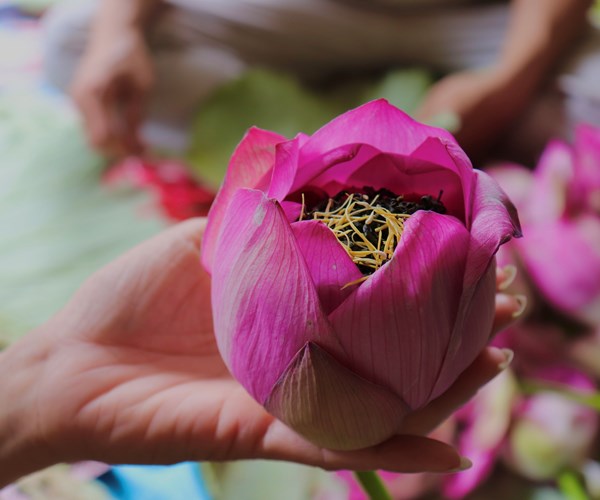 Trà sen Tây Hồ: Thức uống thanh tao của người Hà Nội - Anh 3