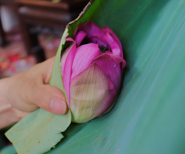 Trà sen Tây Hồ: Thức uống thanh tao của người Hà Nội - Anh 4