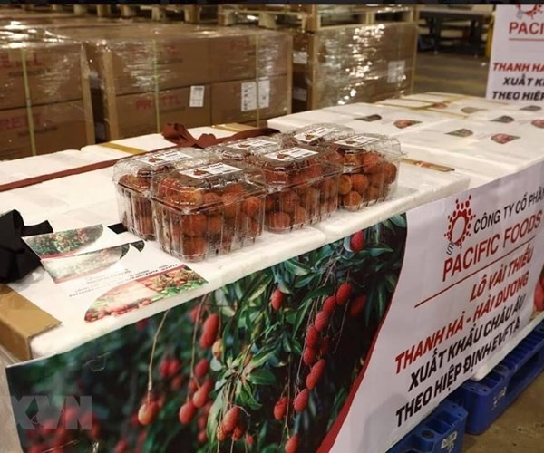 Vải thiều chinh phục thị trường EU, mở rộng thương hiệu nông sản Việt - Anh 2