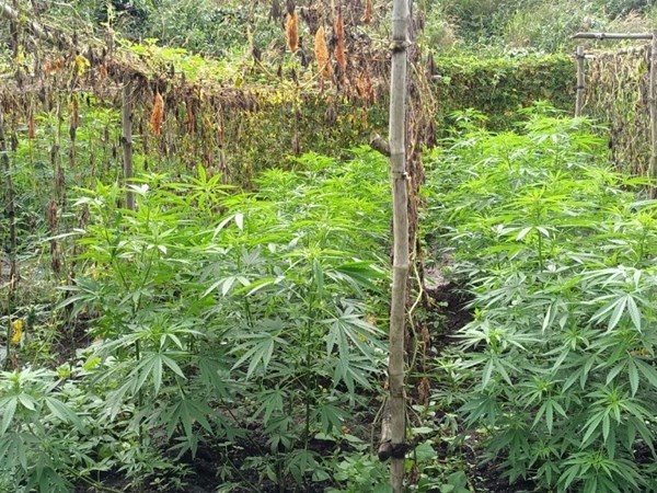 Đắk Nông: Phát hiện vụ trồng trái phép hơn 200 cây cần sa trong rẫy - Anh 1