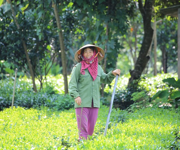 Cây xóa đói, giảm nghèo của đồng bào dân tộc Mường ở Ba Vì - Anh 2
