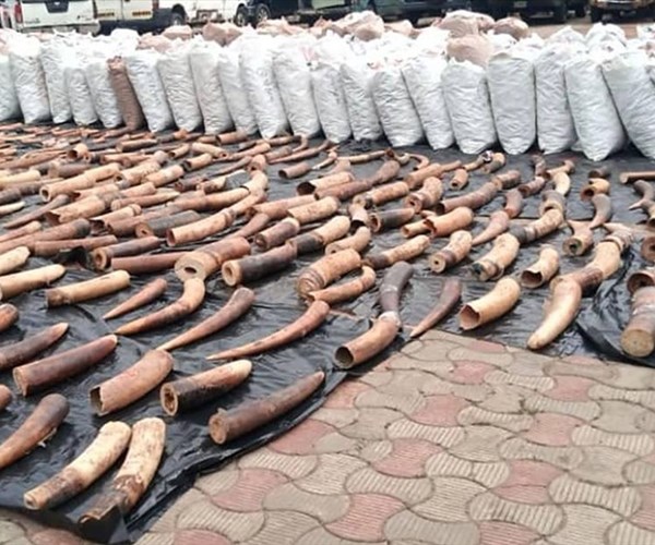 Nigeria thu giữ số lượng kỷ lục vảy tê tê và ngà voi trị giá 54 triệu USD - Anh 1