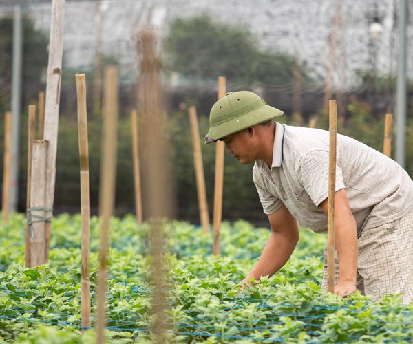 Hà Nội: Ảnh hưởng dịch Covid-19, nhiều gia đình trồng hoa ở Tây Tựu cắt bỏ hoa, để hoang ruộng - Anh 13