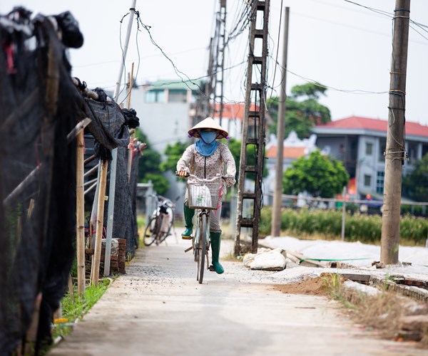 Hà Nội: Ảnh hưởng dịch Covid-19, nhiều gia đình trồng hoa ở Tây Tựu cắt bỏ hoa, để hoang ruộng - Anh 9