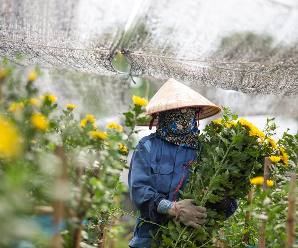 Hà Nội: Ảnh hưởng dịch Covid-19, nhiều gia đình trồng hoa ở Tây Tựu cắt bỏ hoa, để hoang ruộng - Anh 11