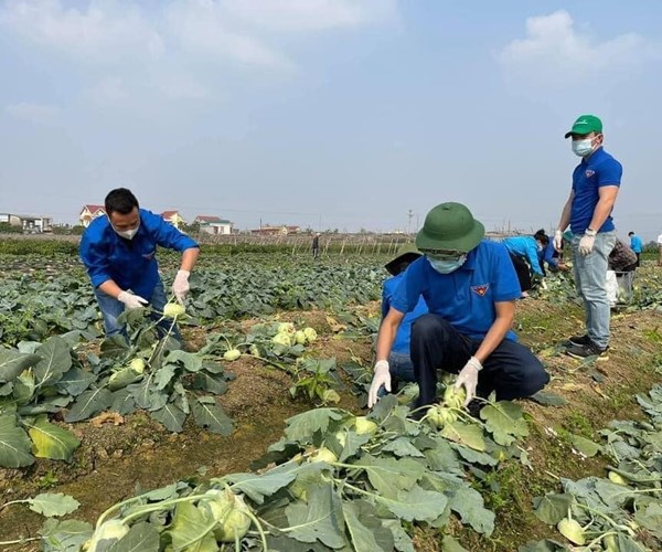 Duy trì sản xuất lương thực thực phẩm các tỉnh phía Bắc - Anh 1