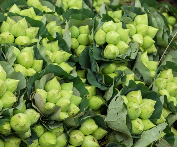 Công an huyện Ứng Hòa, Hà Nội hỗ trợ người dân thu hoạch và tiêu thụ hoa sen - Anh 10