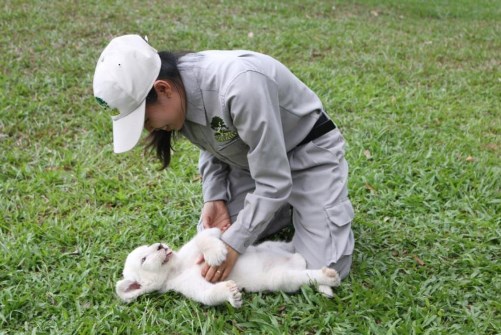 24 giờ của “bố hổ”, “mẹ sư tử” ngoài đời tại Vinpearl Safari - Anh 3
