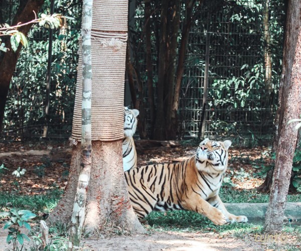 24 giờ của “bố hổ”, “mẹ sư tử” ngoài đời tại Vinpearl Safari - Anh 8
