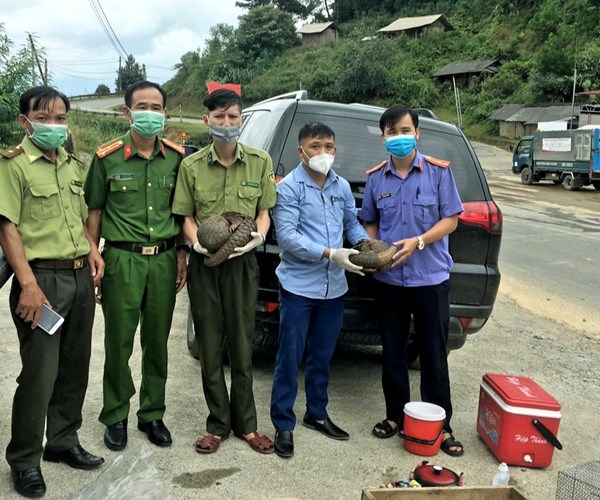 Cứu hộ thành công 2 cá thể Tê tê tại Điện Biên - Anh 1