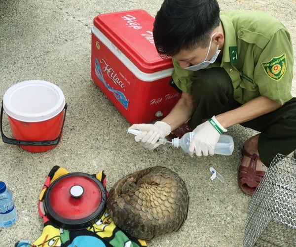 Cứu hộ thành công 2 cá thể Tê tê tại Điện Biên - Anh 2