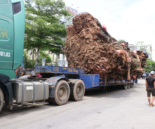 Quảng Ngãi: Di dời cây đa hơn 200 năm tuổi về trồng trên núi Thiên Bút - Anh 1