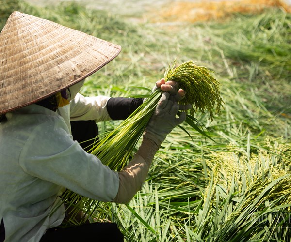Cận cảnh quy trình làm ra thứ quà đến cùng mùa thu - Anh 1