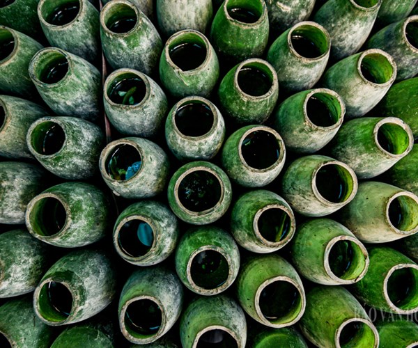 Nuôi loại cá tí hon trong chai phế liệu, lão nông Hà Nội thu về hàng trăm triệu đồng - Anh 3