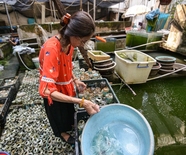 Nuôi loại cá tí hon trong chai phế liệu, lão nông Hà Nội thu về hàng trăm triệu đồng - Anh 12