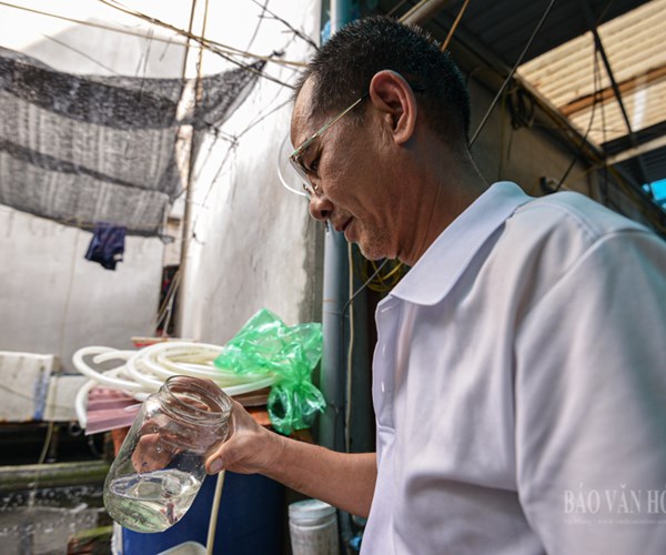 Nuôi loại cá tí hon trong chai phế liệu, lão nông Hà Nội thu về hàng trăm triệu đồng - Anh 9
