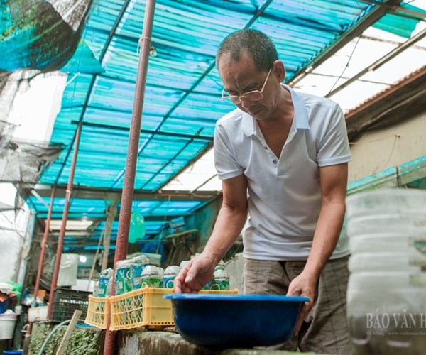 Nuôi loại cá tí hon trong chai phế liệu, lão nông Hà Nội thu về hàng trăm triệu đồng - Anh 2