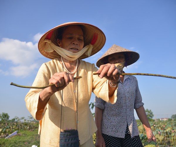 Tinh tế lụa tơ sen - Anh 2