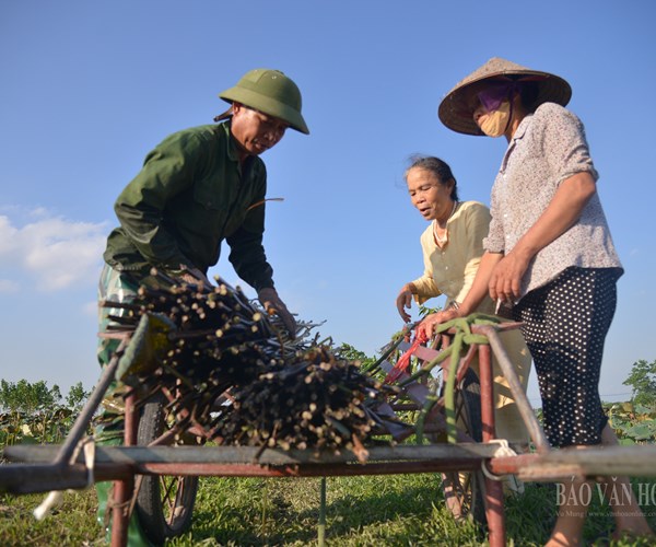 Tinh tế lụa tơ sen - Anh 1