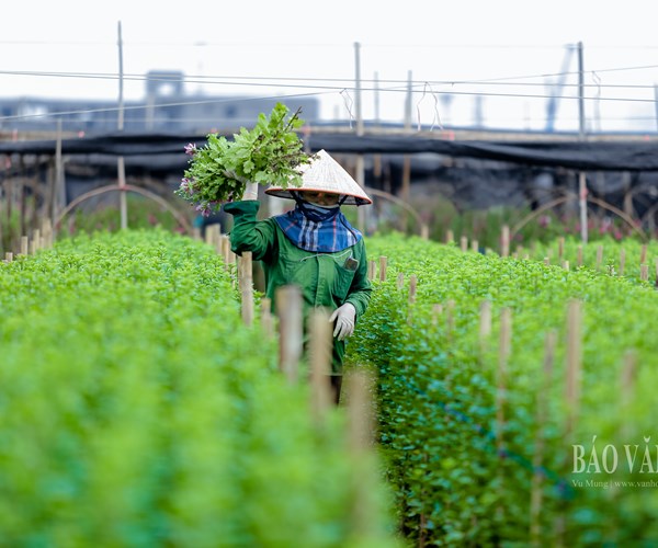 Hà Nội: Thị trường hoa tươi nhộn nhịp trước ngày 20.10 - Anh 1