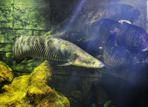 “Cánh cổng thần kỳ” bước vào thế giới đại dương kỳ bí - Anh 2