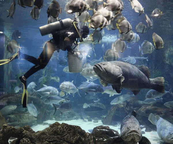 “Cánh cổng thần kỳ” bước vào thế giới đại dương kỳ bí - Anh 3