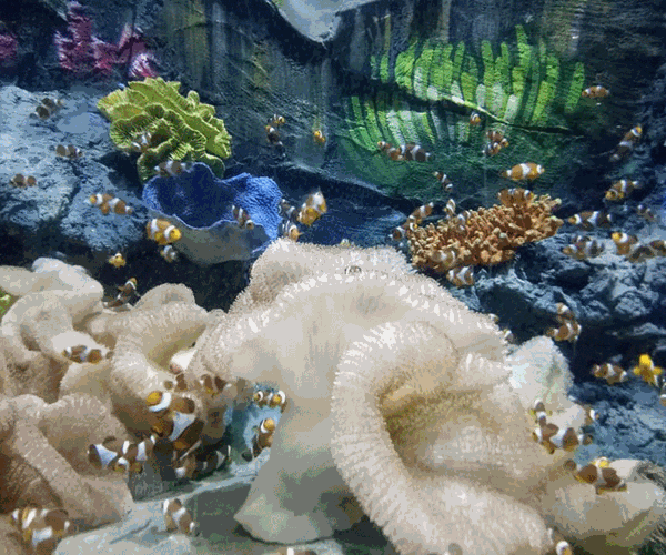 “Cánh cổng thần kỳ” bước vào thế giới đại dương kỳ bí - Anh 4