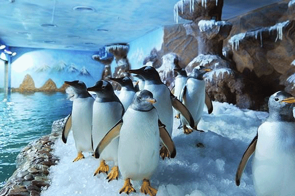 “Cánh cổng thần kỳ” bước vào thế giới đại dương kỳ bí - Anh 6