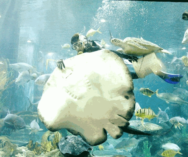 “Cánh cổng thần kỳ” bước vào thế giới đại dương kỳ bí - Anh 7