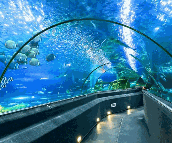 “Cánh cổng thần kỳ” bước vào thế giới đại dương kỳ bí - Anh 8