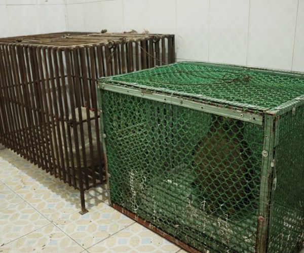 Trung tâm cứu hộ, bảo tồn và phát triển sinh vật – Vườn Quốc gia Cúc Phương tiếp nhận nhiều cá thể động vật hoang dã - Anh 2