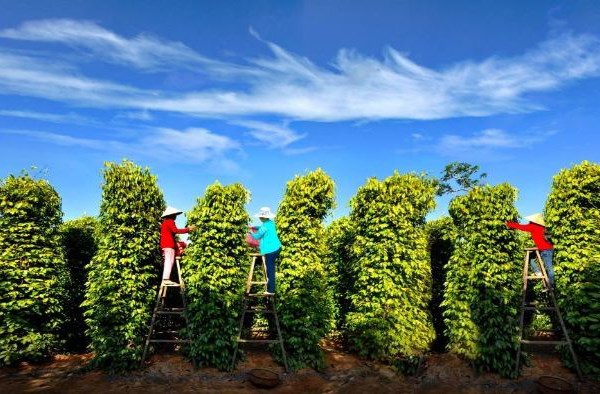 Những điểm du lịch thoả cơn khát không thể bỏ lỡ tại Phú Quốc - Anh 10