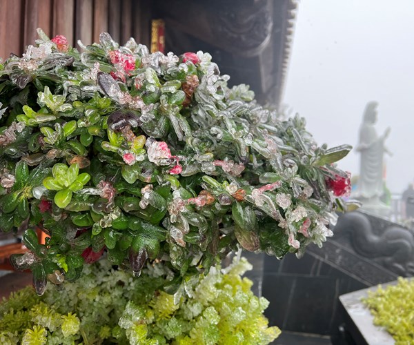 Cuối tuần ngắm “hoa băng” nở trên đỉnh Fansipan - Anh 5