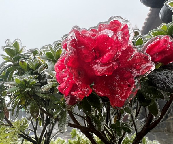 Cuối tuần ngắm “hoa băng” nở trên đỉnh Fansipan - Anh 2
