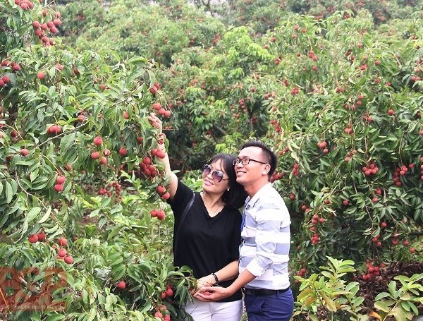 Bắc Giang quảng bá, xúc tiến hợp tác phát triển du lịch mùa quả ngọt - Anh 1