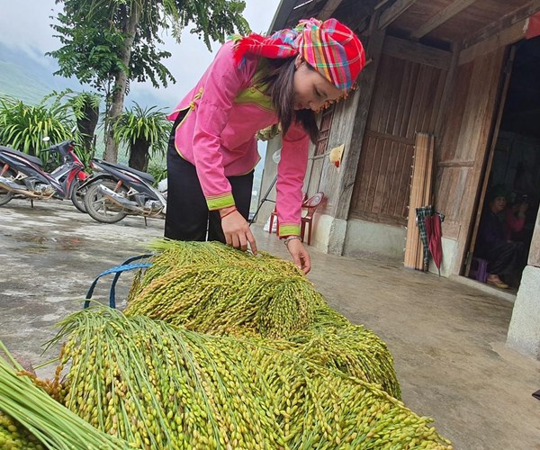 Độc đáo Tết cơm mới của dân tộc Giáy ở Tả Van, Sa Pa - Anh 2