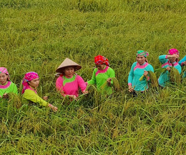 Độc đáo Tết cơm mới của dân tộc Giáy ở Tả Van, Sa Pa - Anh 1